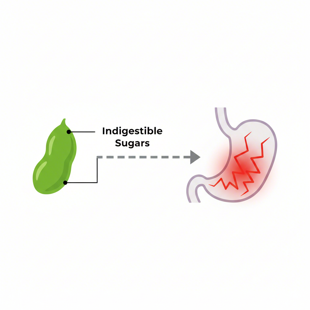 a diagram explaining how indigestible sugars in soy milk cause digestive upset in cats
